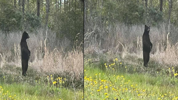 Rare Photos of Upright Standing Bear Compared to Bigfoot