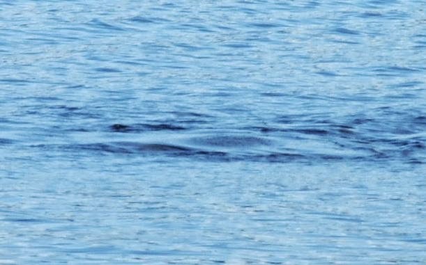 Loch Ness Monster Sighting Review of 2015