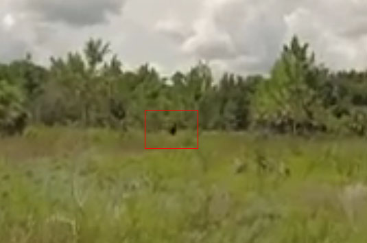 Video Depicts ‘Bigfoot’ at Florida Park