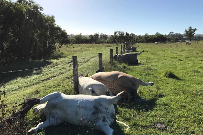 Farmer Loses Six Cows in a Single Lightning Strike