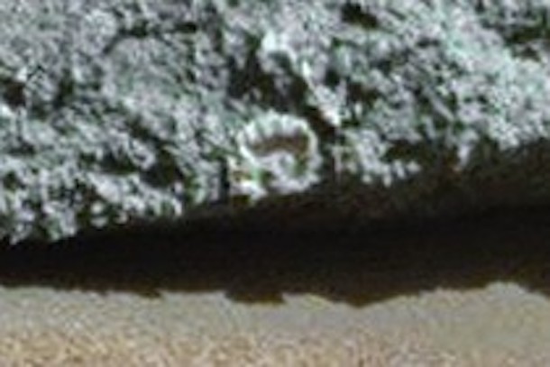 Fossil-like Object Spotted in NASA Mars Photo