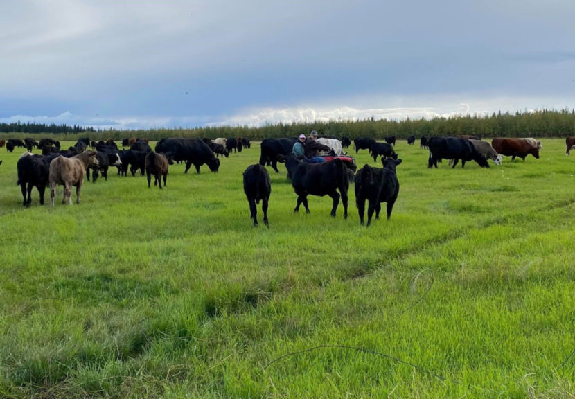 Mysterious Cattle Mutilation and Disappearances in Alaska