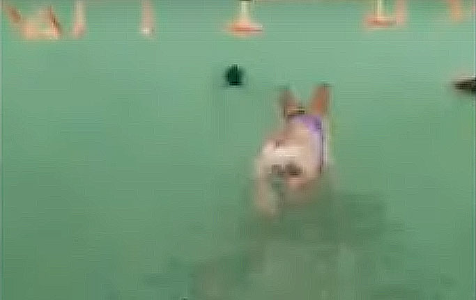 Ghost Rolls Ball Away from Dog?