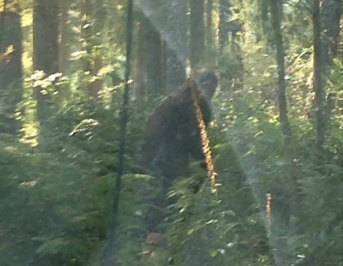 Bigfoot Photographed in Washington State?