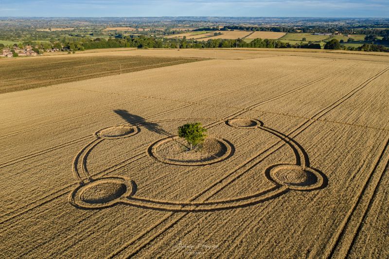 Crop Circle Created Around Tree