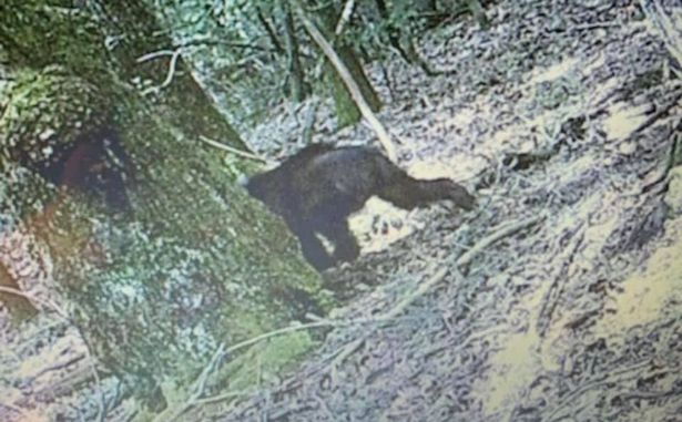 Trail Cam Captures 'Bigfoot' from Behind?