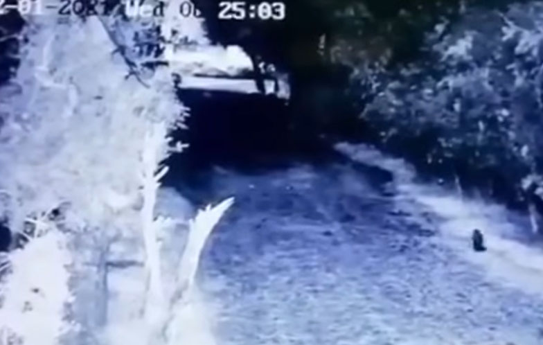 Goblin Filmed Scurrying Across Road in Mexico?
