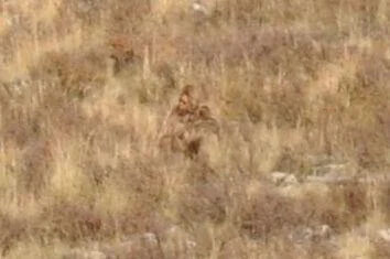 Bigfoot Filmed from Train in Colorado?