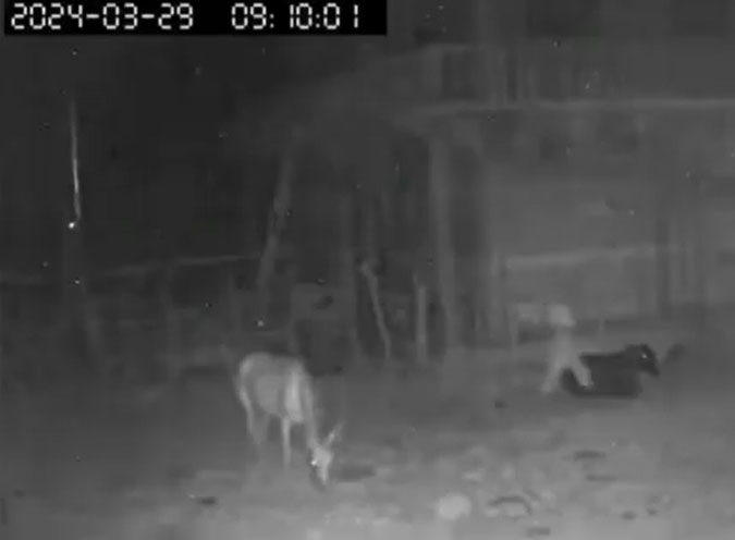 Eerie Figure Filmed on Farm in El Salvador?