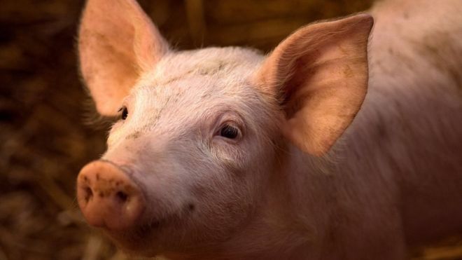 Pig Brains Partially Revived Four Hours after Death