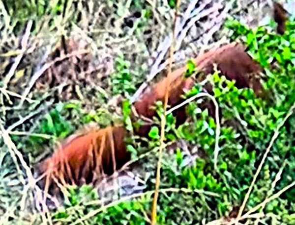  Australian Woman Photographs Yowie's Arm?