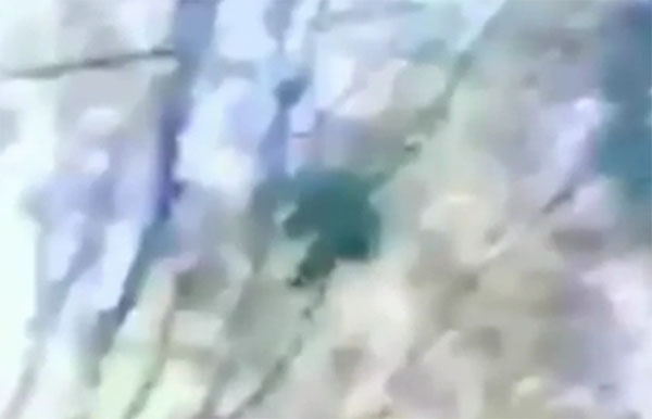 Mystery 'Ape' Filmed in Californian Woodland