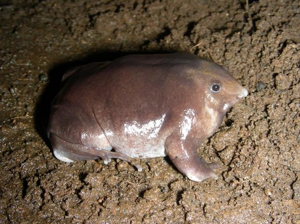 New Purple Pig-Nose Frog Found in Remote Mountains