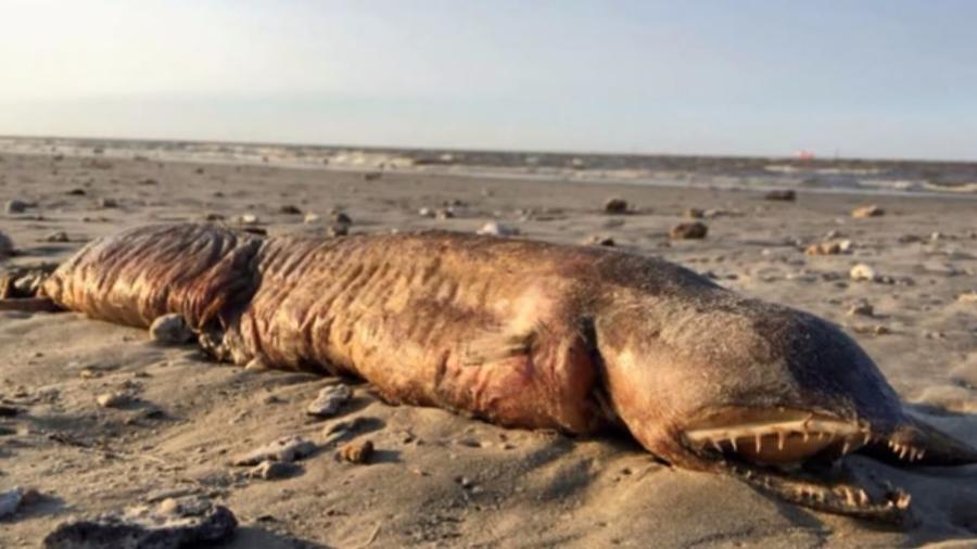 Mysterious Fanged Creature Found on Texas Beach after Hurricane