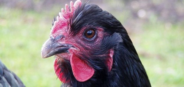 Scientists Revert Chicken Beaks in to Dinosaur-Like Snouts