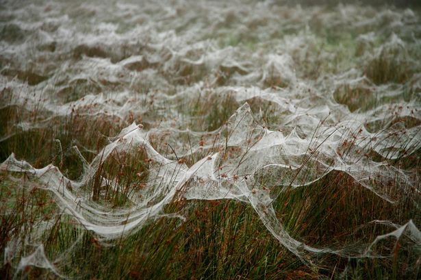 Australian Town Stunned as It Rains Baby Spiders