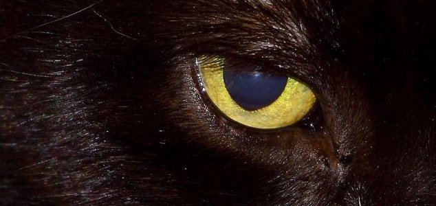 'Beast of Bolton' Spotted Near UK Reservoir