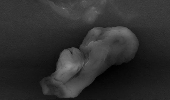 'Unearthly Beast' Organism May Be Proof of Life in Space