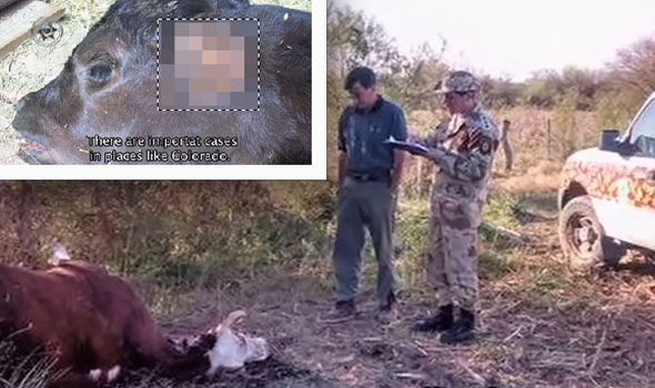 Are Aliens Experimenting on Food Stocks by Mutilating Cattle?