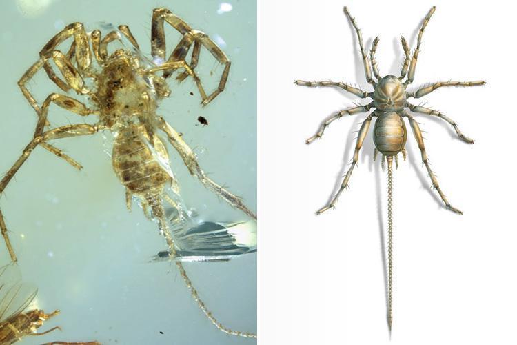 Ancient 'Spider with Tail' Discovered Trapped in Amber