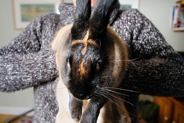 Cross Mysteriously Appears on Rabbit's Head Over Christmas