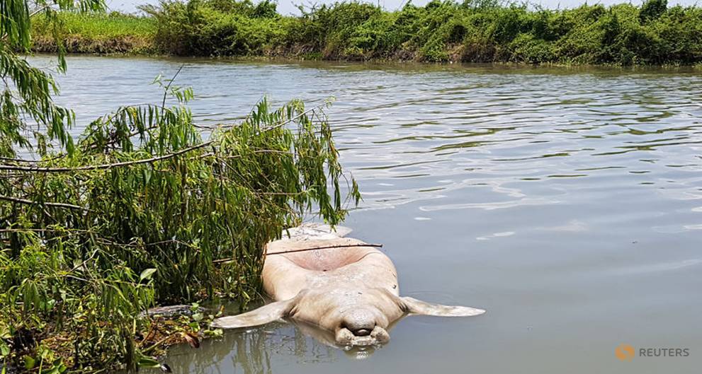 Unexplained Manatee Deaths Spark Quest for Answers