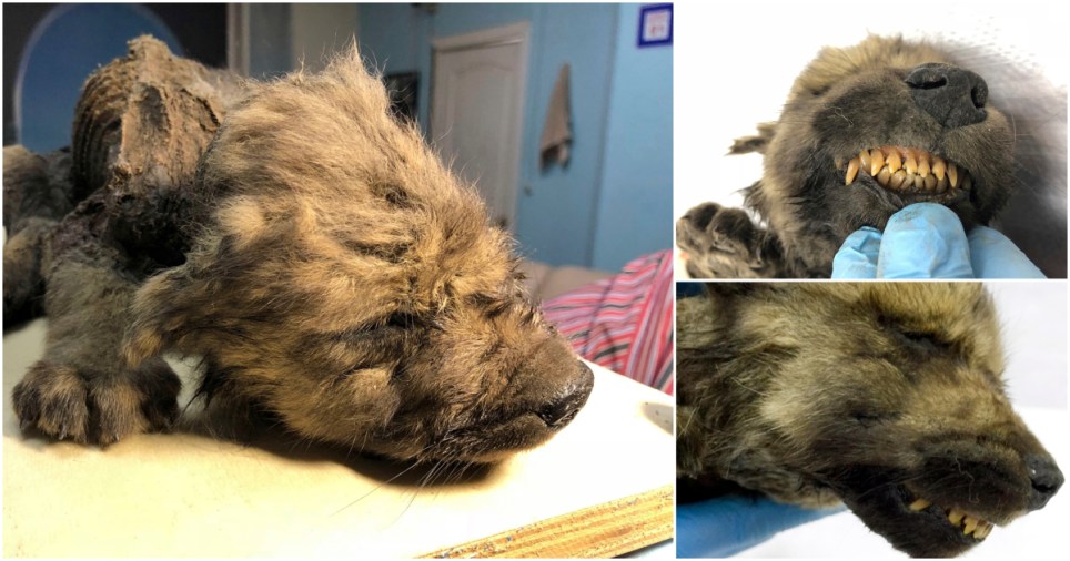 Ice Age 'Puppy' Found after 18,000 Years Buried in Permafrost