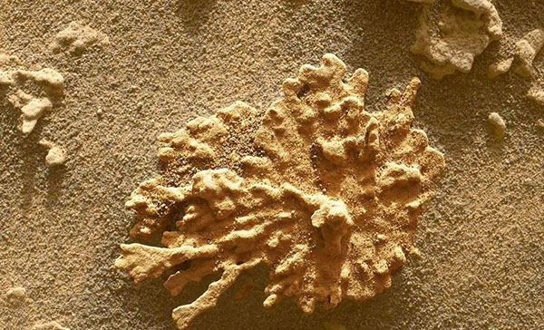 Coral on Mars? Or Just a Rock?
