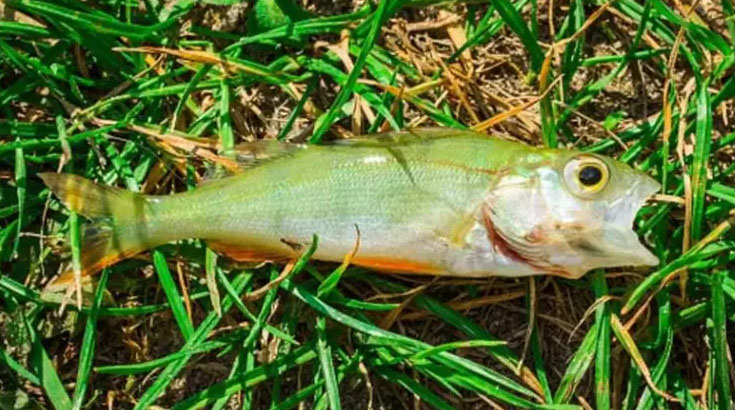 Fish Rain Down on Texarkana