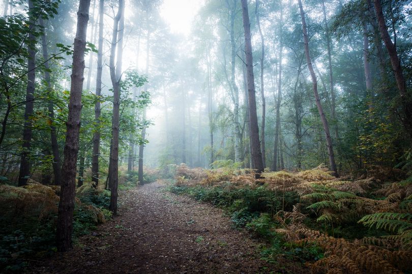 Irish Woman Heard 'Fairy' Voices While Lost in the Woods