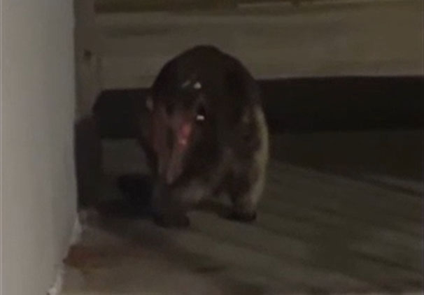 Creepy Unknown Critter Caught on Camera
