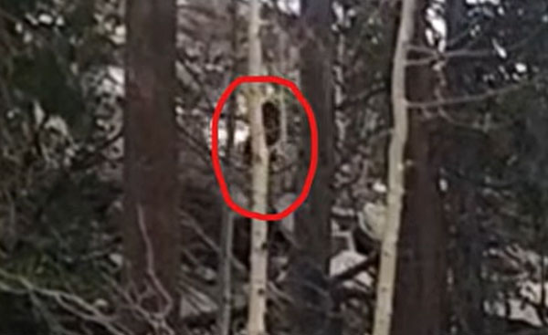 Bigfoot Filmed on Sierra Nevada Mountains?