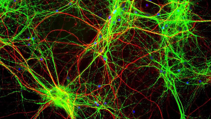 Humans Can Sense Earth's Magnetic Field, Experiment Suggests