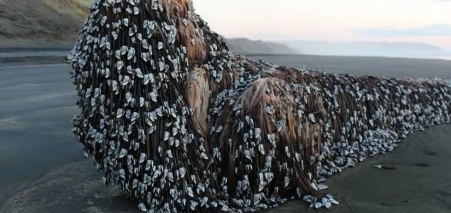 Mystery Object Found on New Zealand Beach