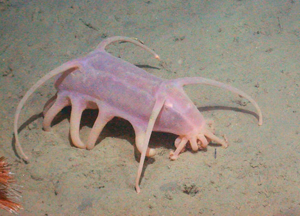 Bizarre 'Sea Pig' Discovered on Antarctica Seafloor