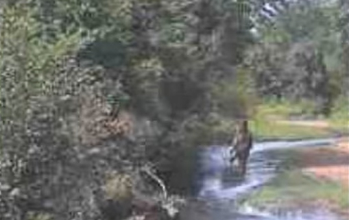 Missouri Trail Cam Snaps Bigfoot in Creek?