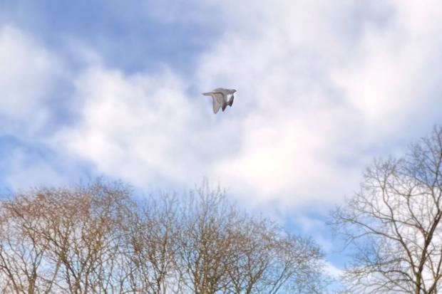 'UFO' Caught in Holiday Photo over York?